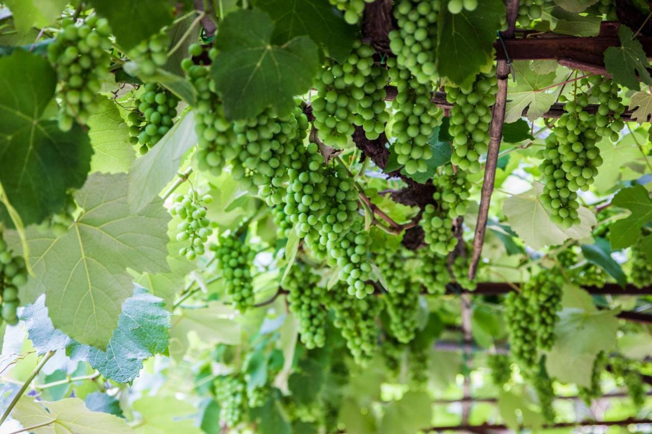 Podere Le Chiuse Sovana Eksteriør bilde